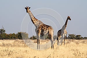 Giraffes, Giraffa camelopardalis in Etosha National Park, Namibia