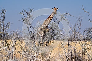 Giraffes, Giraffa camelopardalis in Etosha National Park, Namibia