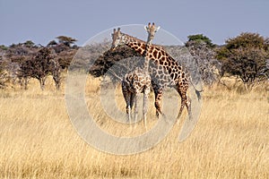 Giraffes, Giraffa camelopardalis in Etosha National Park, Namibia