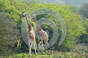 Giraffes, Giraffa camelopardalis rothschildi, with their patterned hide