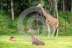 Giraffes in the grass, Australia