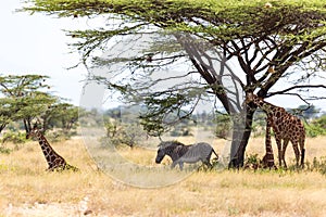 Giraffes and a gravy zebra under the crown of a shady tree