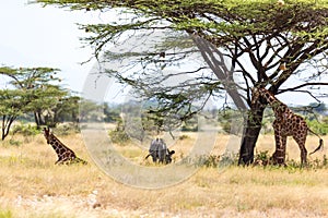 Giraffes and a gravy zebra under the crown of a shady tree