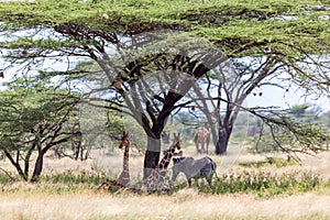 Giraffes and a gravy zebra under the crown of a shady tree