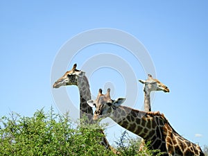 Giraffes grazing during the day in the Kruger National Park in South Africa