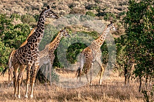 Giraffes Grazing on the vegetation in the Maasai Mara National Reserve Park At Narok County