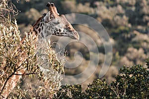 Giraffes Grazing on the vegetation in the Maasai Mara Park At Narok County In Kenya