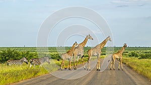 Giraffes in a green savannah crossing the road, Kruger Park, South Africa