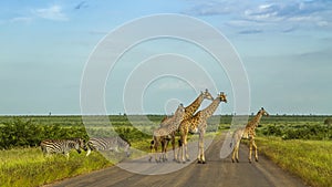 Giraffes in a green savannah crossing the road, Kruger Park, South Africa