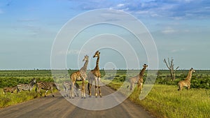 Giraffes in a green savannah crossing the road, Kruger Park, South Africa