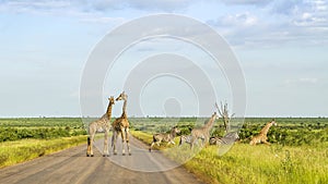 Giraffes in a green savannah crossing the road, Kruger Park, South Africa