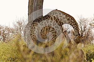 The world`s tallest mammal Giraffe loving her new baby