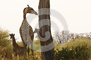 The world`s tallest mammal Giraffe loving her new baby