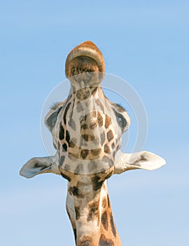 Giraffes head