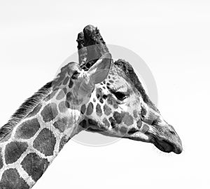 Giraffes head in black and white