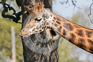 Giraffes head with tongue sticking out