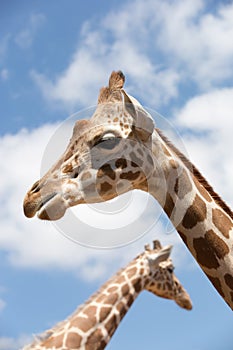 Giraffes heads on blue sky background