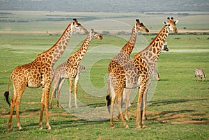 Giraffes herd