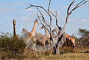 Giraffes herd