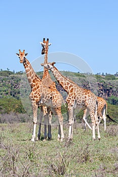 Giraffes herd in savannah