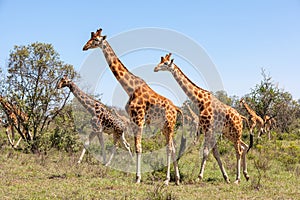 Giraffes herd in savannah