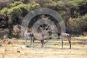 Giraffes herd in savannah. park Manyara, Tanzania