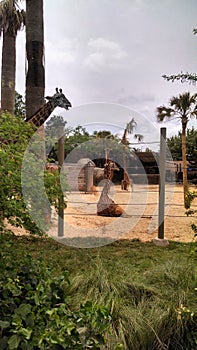 Giraffes in Houston Zoo