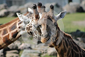 giraffes hugging each other with their eyes closed