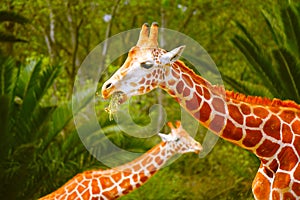 Giraffes in chapultepec zoo, mexico city.  III photo