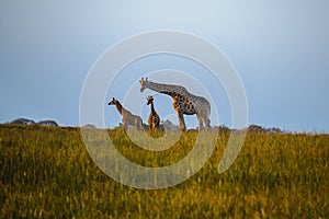 Giraffes at the Isimangaliso wetland park, St Lucia, South Africa photo