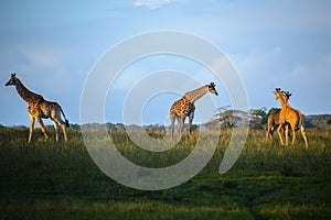 Giraffes at the Isimangaliso wetland park, St Lucia, South Africa photo