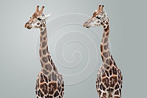 Giraffes Isolated