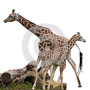 Giraffes Isolated