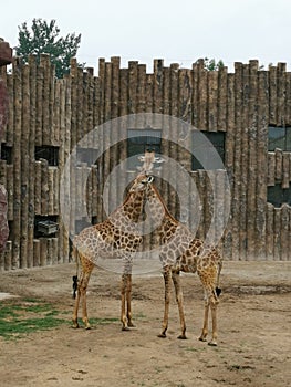 Giraffes @ Jinan Wildlife World, Shandong China