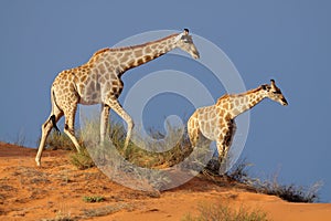 Giraffes, Kalahari desert, South Africa