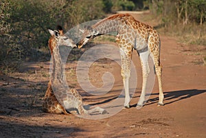 Giraffes in Kapama Private Game Reserve, South Africa.