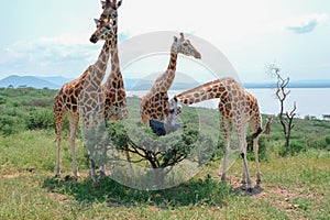 Giraffes in Kenya