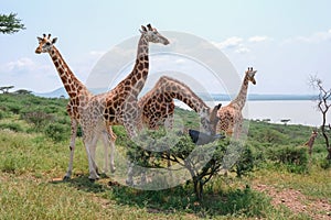 Giraffes in Kenya