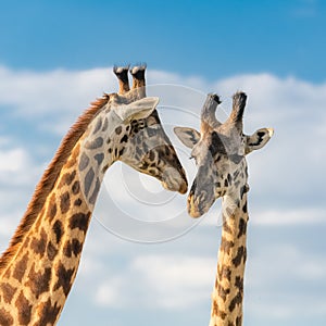 Giraffes kissing in the savannah photo
