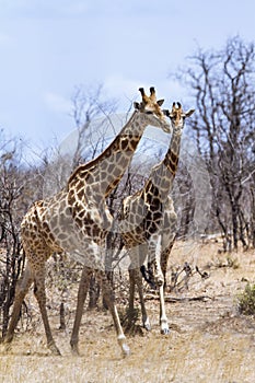 Giraffes in Kruger National park