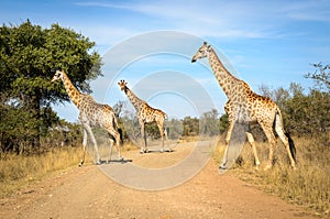 Giraffes Kruger National Park, South Africa