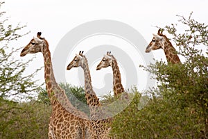 Giraffes in Kruger Park, South Africa