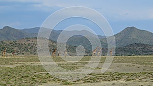 Giraffes at Lake Magadi, Kenya