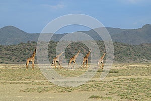 Giraffes at Lake Magadi, Kenya
