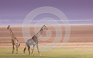 Giraffes in Lake Manyara national park, Tanzania photo