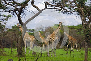 Giraffes in Lake Mburo National Park