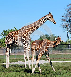 Giraffes photo