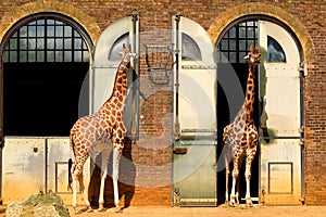 Giraffes at the London Zoo photo