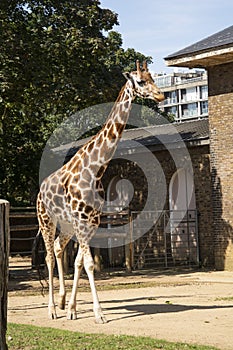 Giraffes at London Zoo, summer day, holidays