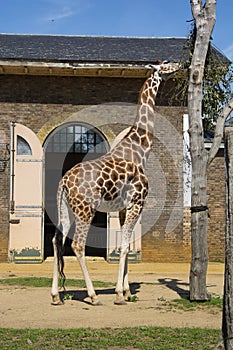 Giraffes at London Zoo, summer day, holidays